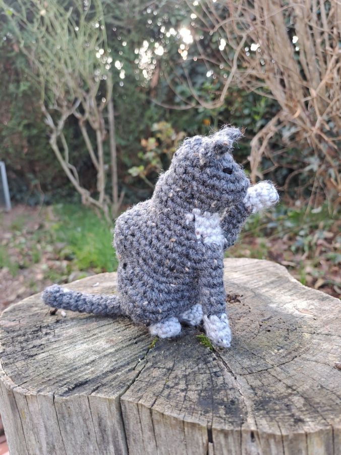 Chat gris au crochet semblant se laver la patte avant